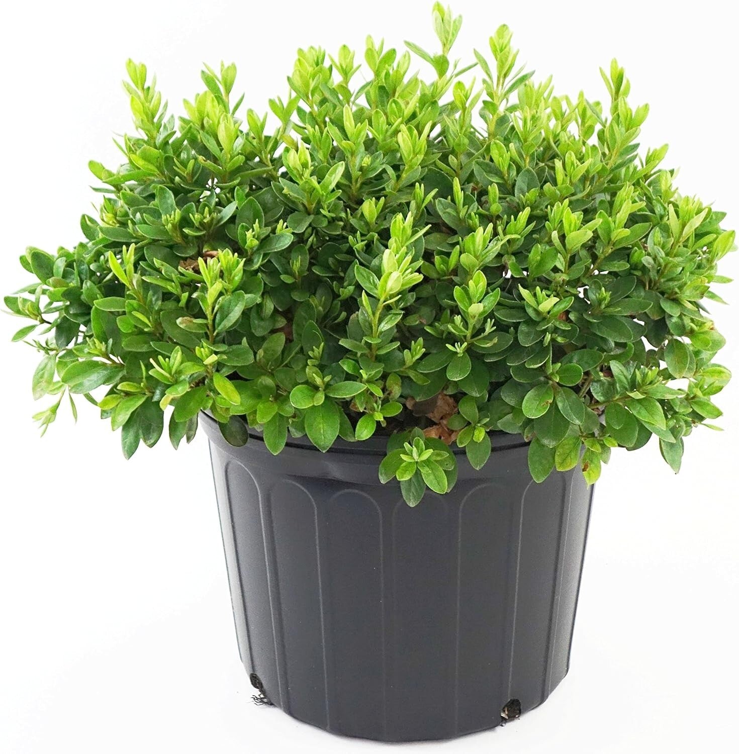 Dense-Growing Azalea with Lustrous Foliage - White Flowers for Stunning Gardens