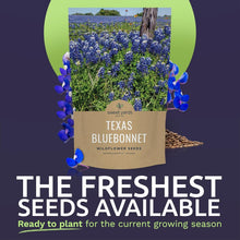 Load image into Gallery viewer, Texas Bluebonnet Wildflower Seeds - 1 lb Bulk for Vibrant Gardens - 16,000 Seeds