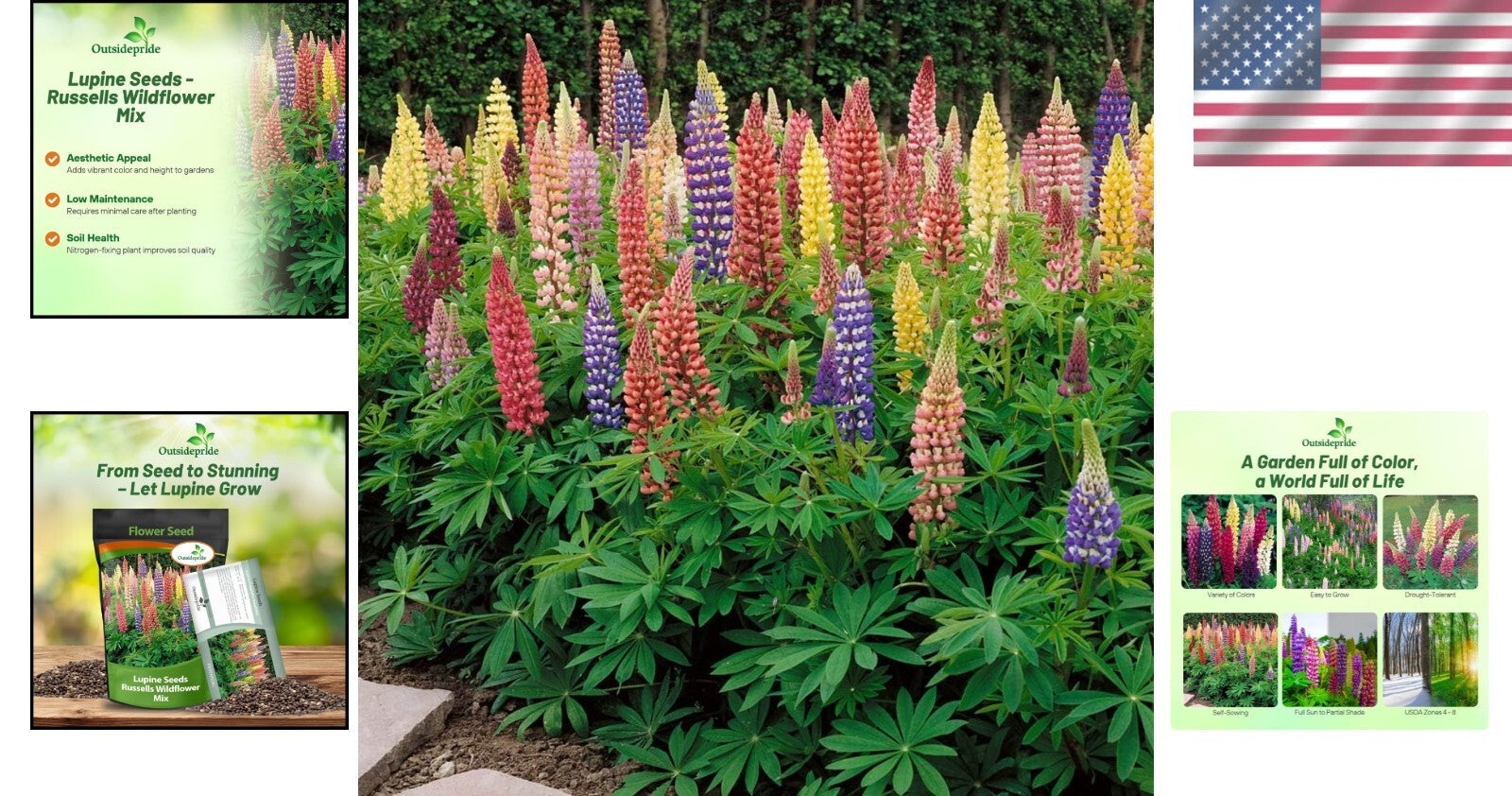 1 lb Mixed Russell Lupine Seeds - Perennial Wildflowers for Pollinator Gardens
