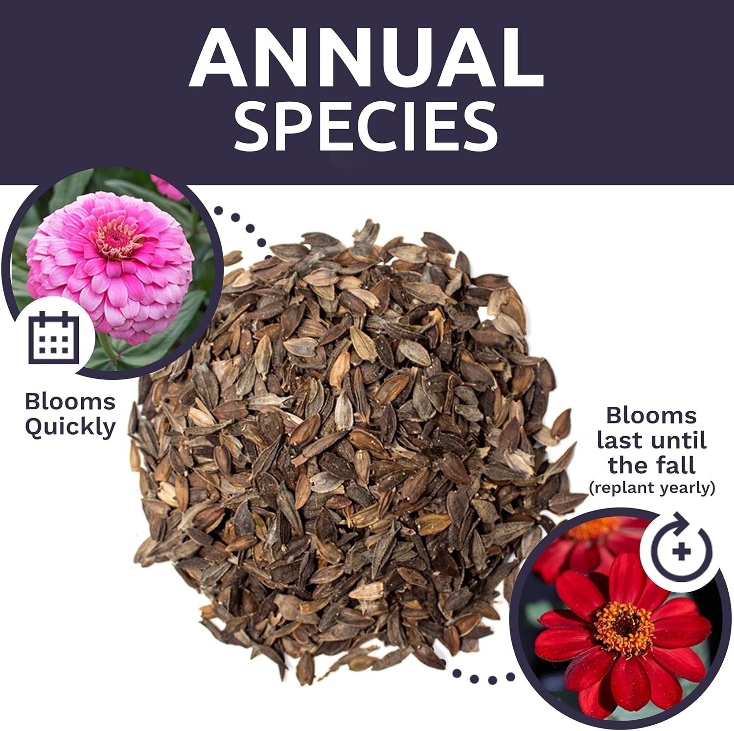 5 lbs of California Giants Zinnia Seeds - Over 240,000 Blooms Your Garden Needs