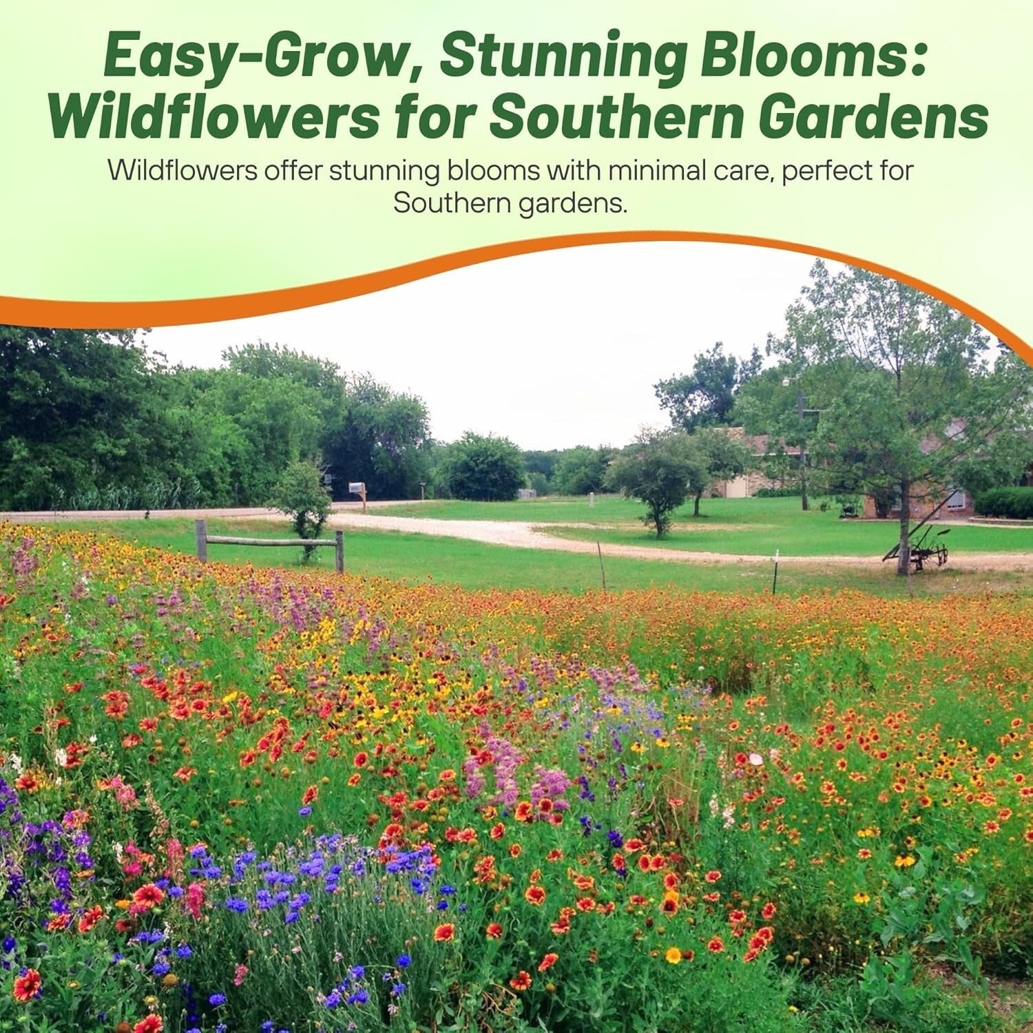 5 lbs Heirloom Wildflower Seed Mix for Southeastern Landscapes - Eco-Friendly