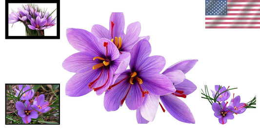 Premium 20 Jumbo Crocus Sativus Bulbs - Ideal for Fall Blooming & Outdoor Use