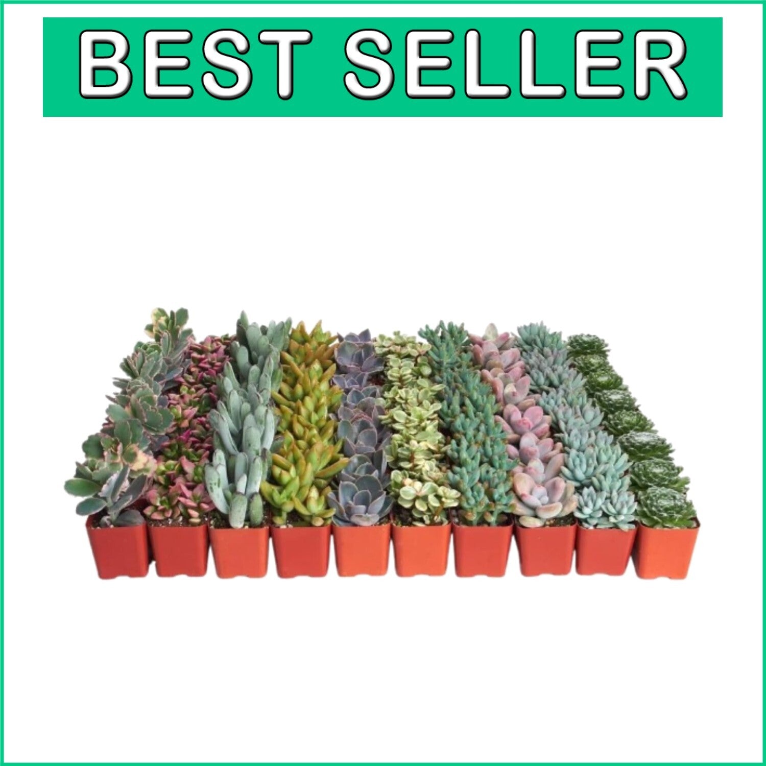 Stunning Pastel Succulent Collection - 64 Mini Plants, Gift Ready & Care Guide
