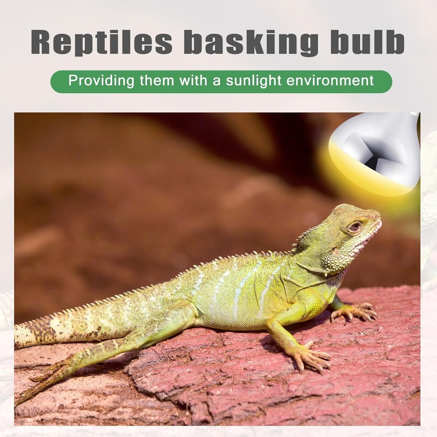 250W E26 Base Heat Lamp – 16 Clear Glass Bulbs for Reptiles & Animal Care