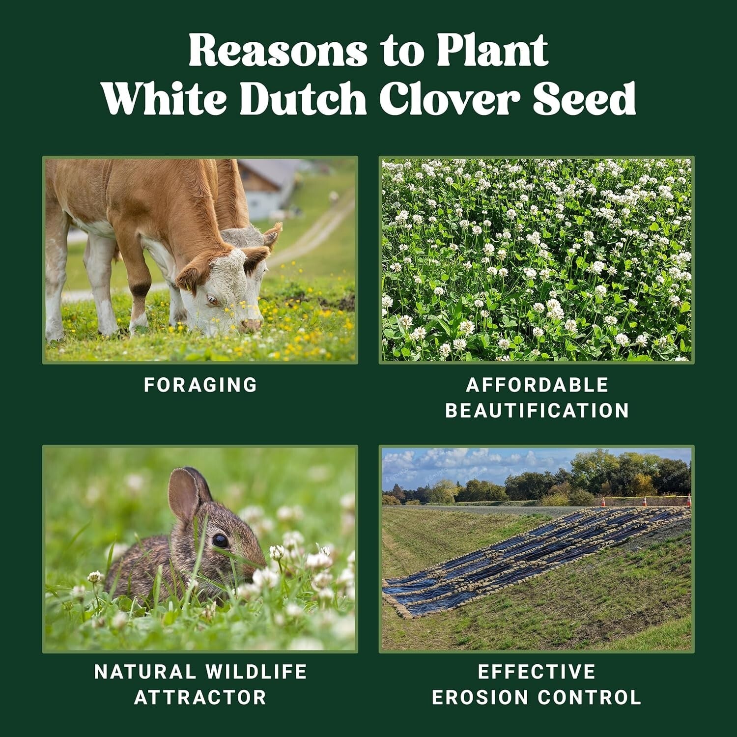 5000 sq ft White Dutch Clover Seed - Year-Round Green & Water-Efficient Solution
