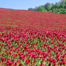 Load image into Gallery viewer, Crimson Clover Seeds - 232,000 Heirloom Seeds for Cover Crops and Pollinators