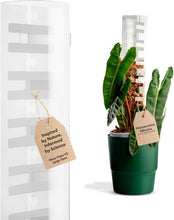 Load image into Gallery viewer, V3 Large Stackable Moss Poles - Transparent Plant Support for Climbing Plants
