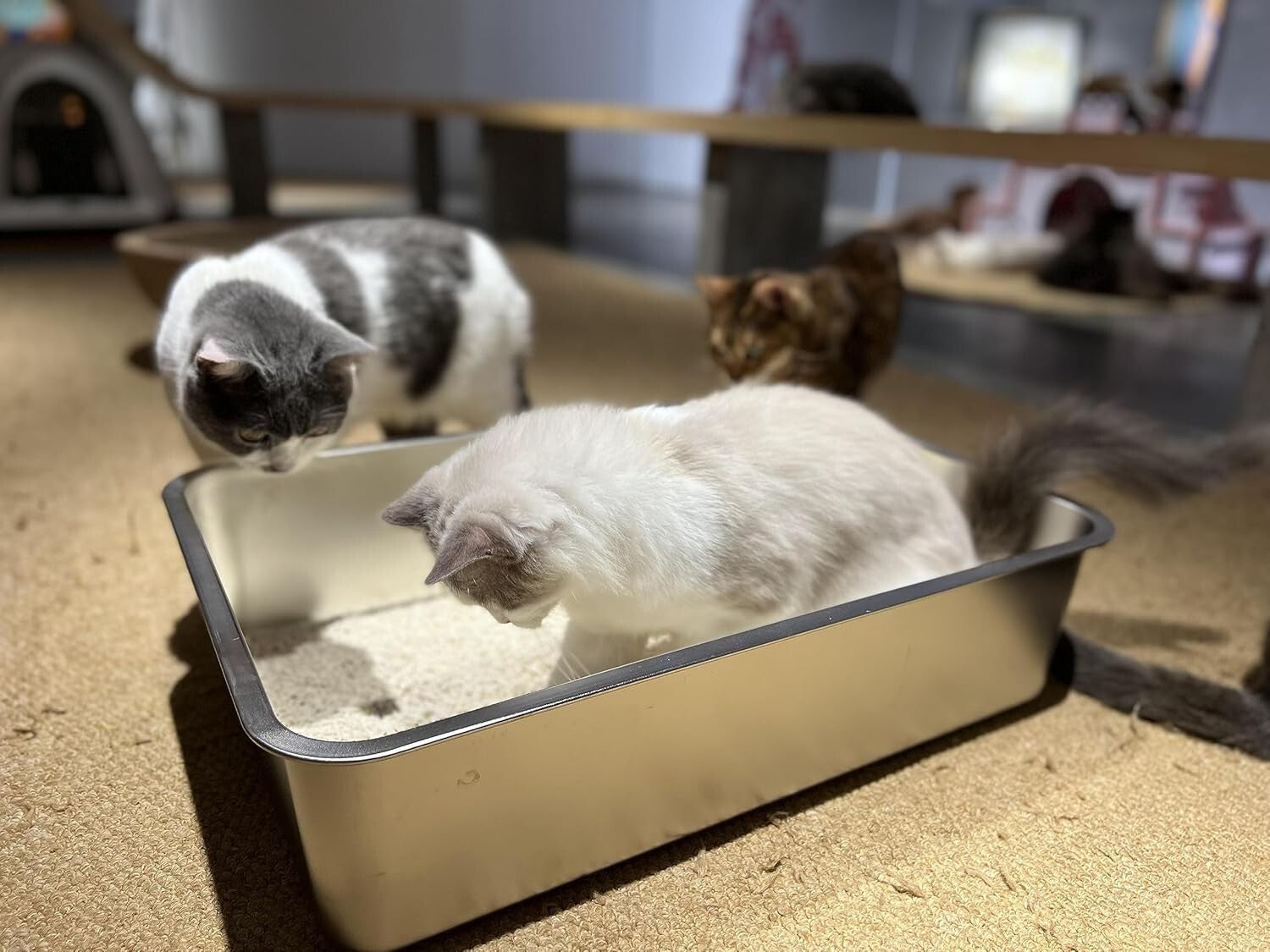 23.5"L x 15.5"W Stainless Steel Cat Litter Box | Anti-Slip, Odor-Free Design