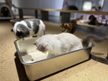 Load image into Gallery viewer, 23.5"L x 15.5"W Stainless Steel Cat Litter Box | Anti-Slip, Odor-Free Design