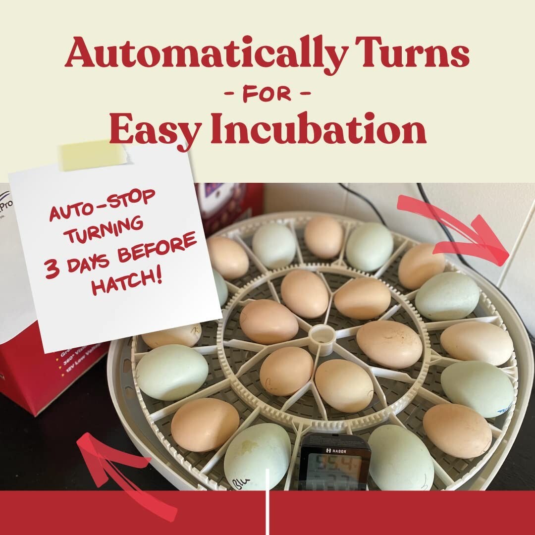 Automatic Egg Incubator for Chickens & Ducks - Holds 12-22 Eggs with 360° View
