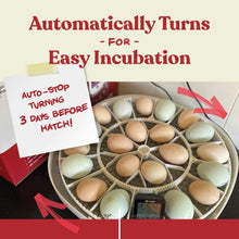 Load image into Gallery viewer, Automatic Egg Incubator for Chickens &amp; Ducks - Holds 12-22 Eggs with 360° View