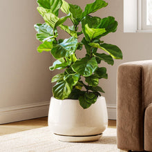 Load image into Gallery viewer, Elegant 12-Inch Ceramic Planters with Drainage Holes - Modern Reactive Glaze