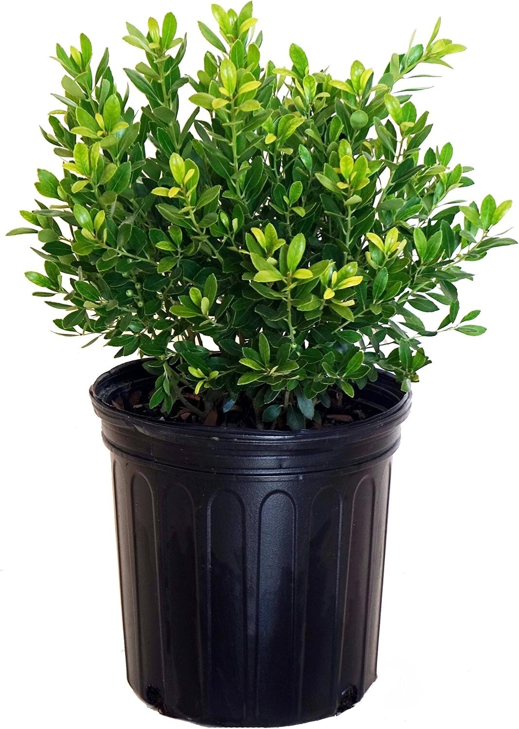 Evergreen Ilex Glabra 'Densa' - Hardy Holly for Moderate Watering | 3-4ft Height