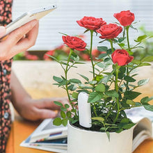 Load image into Gallery viewer, Smart Plant Monitor with Soil Moisture, Light, Temp &amp; Fertility Sensors - 2 Pack
