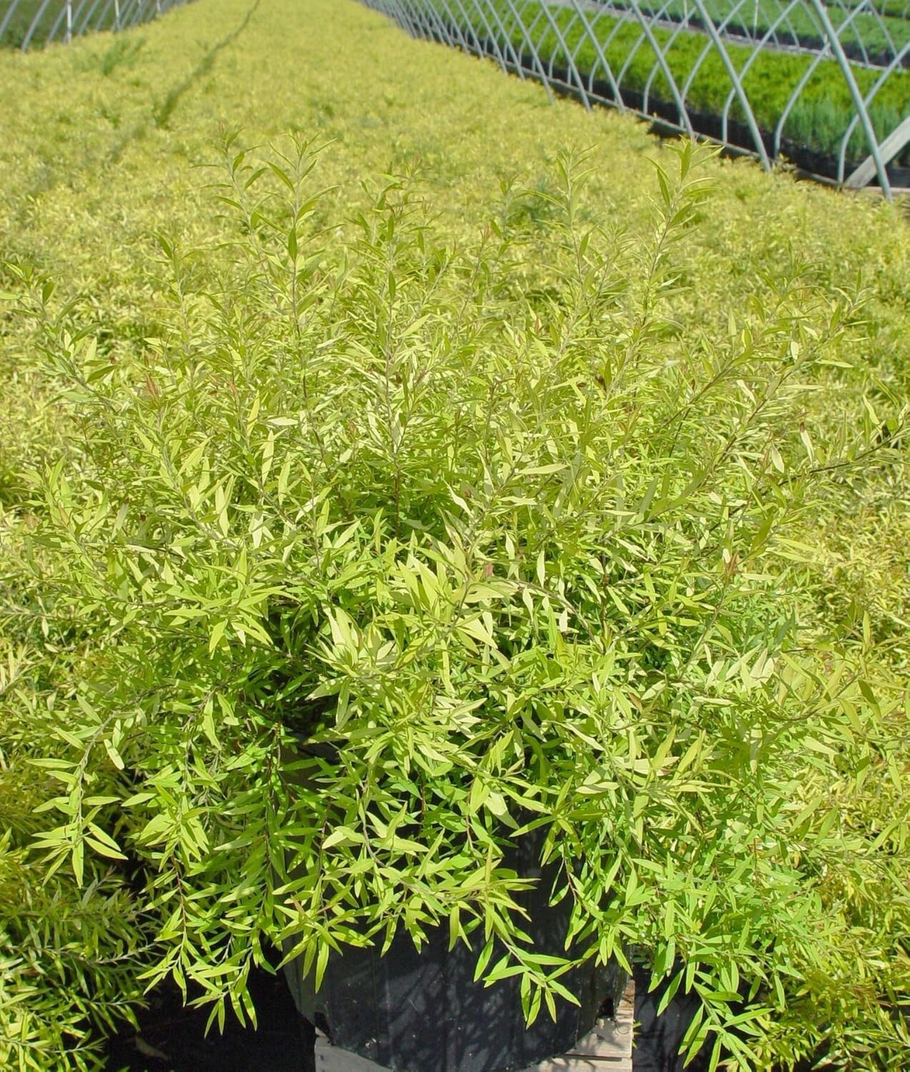 Enchanting Mellow Yellow Spirea – Beautiful Springtime White Blooms Included