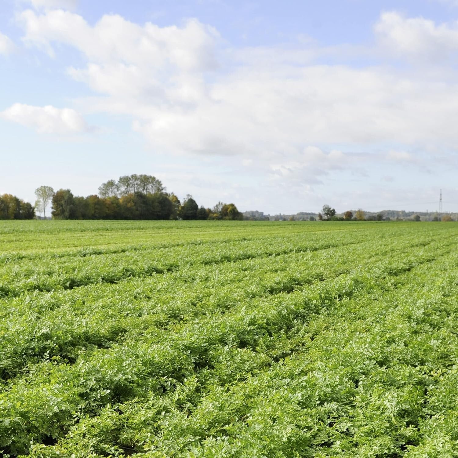 Velvety Creamy Pesto Sauce Mix - No Artificial Flavors, Ready in Minutes