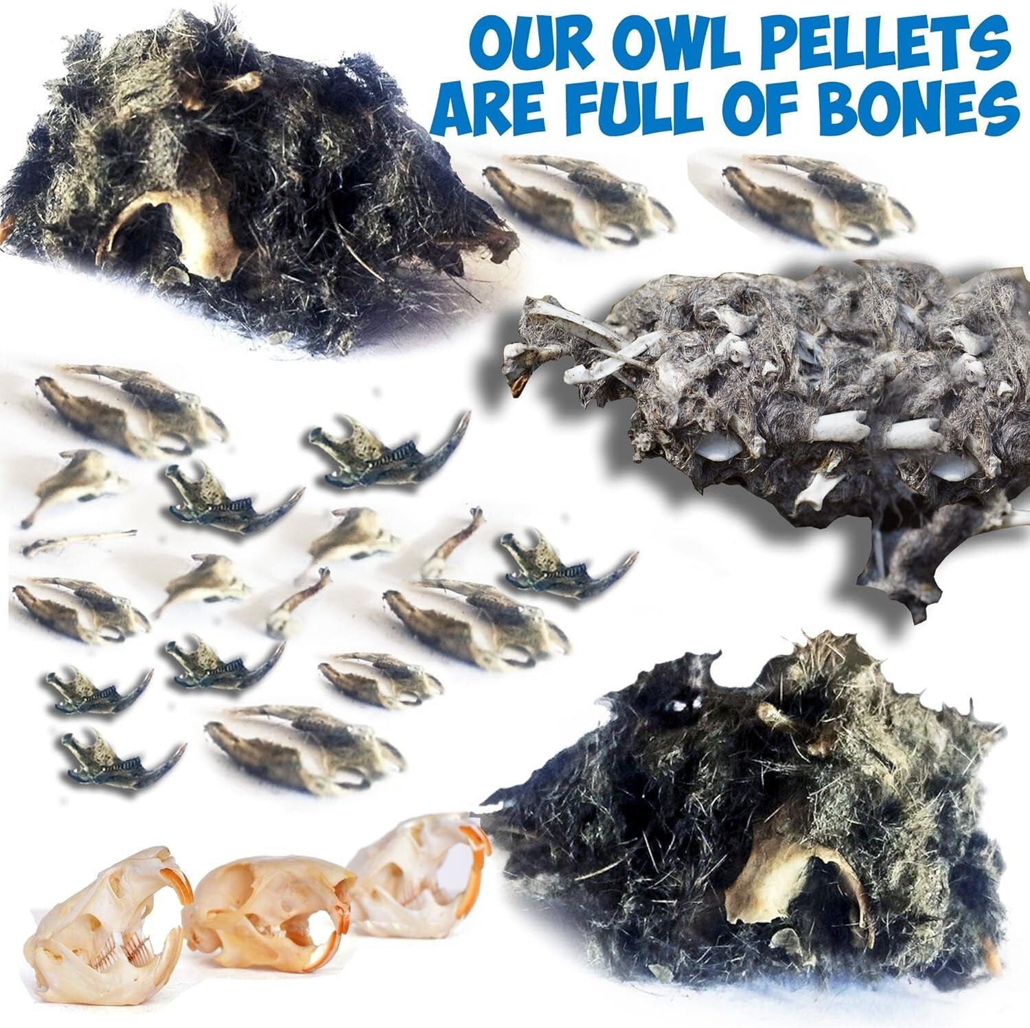 Educational Owl Pellet Dissection Kit with Variety of Sizes - Ideal for Ages 15+