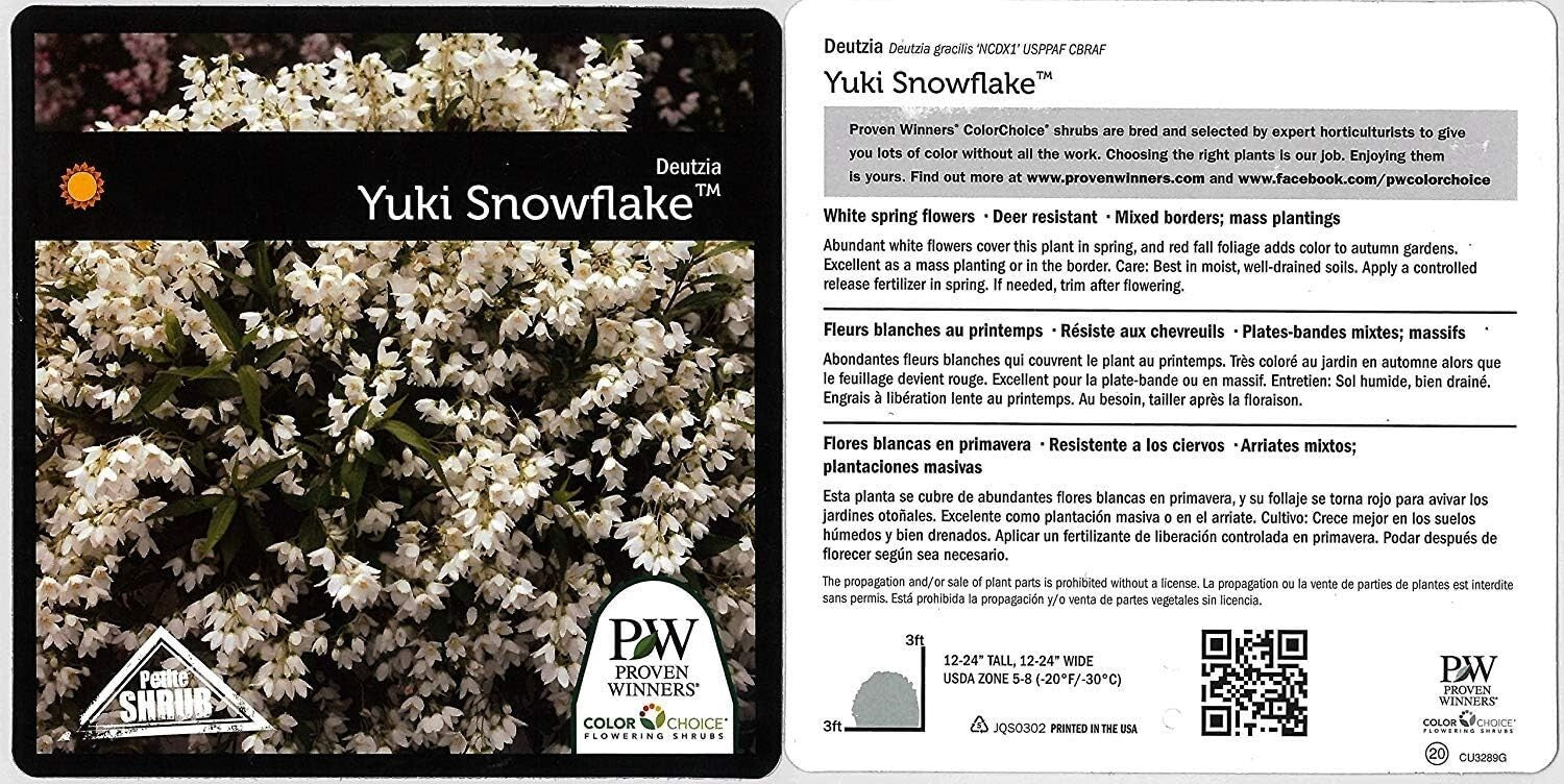 Fully-rooted Yuki Snowflake Deutzia Shrub - Blooming White Elegance in Spring