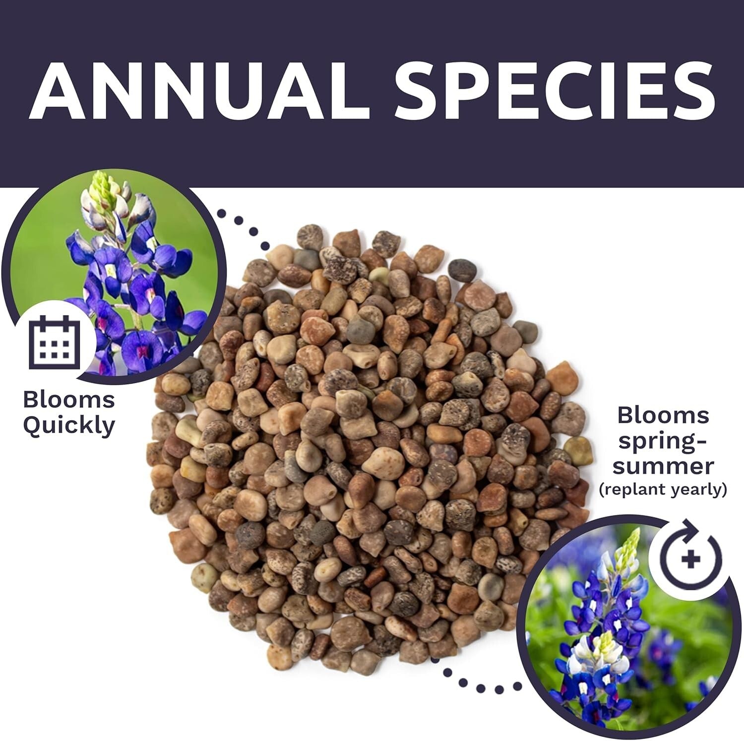 Guaranteed Growth 1 lb Texas Bluebonnet Wildflower Seeds - Perfect Garden Gift