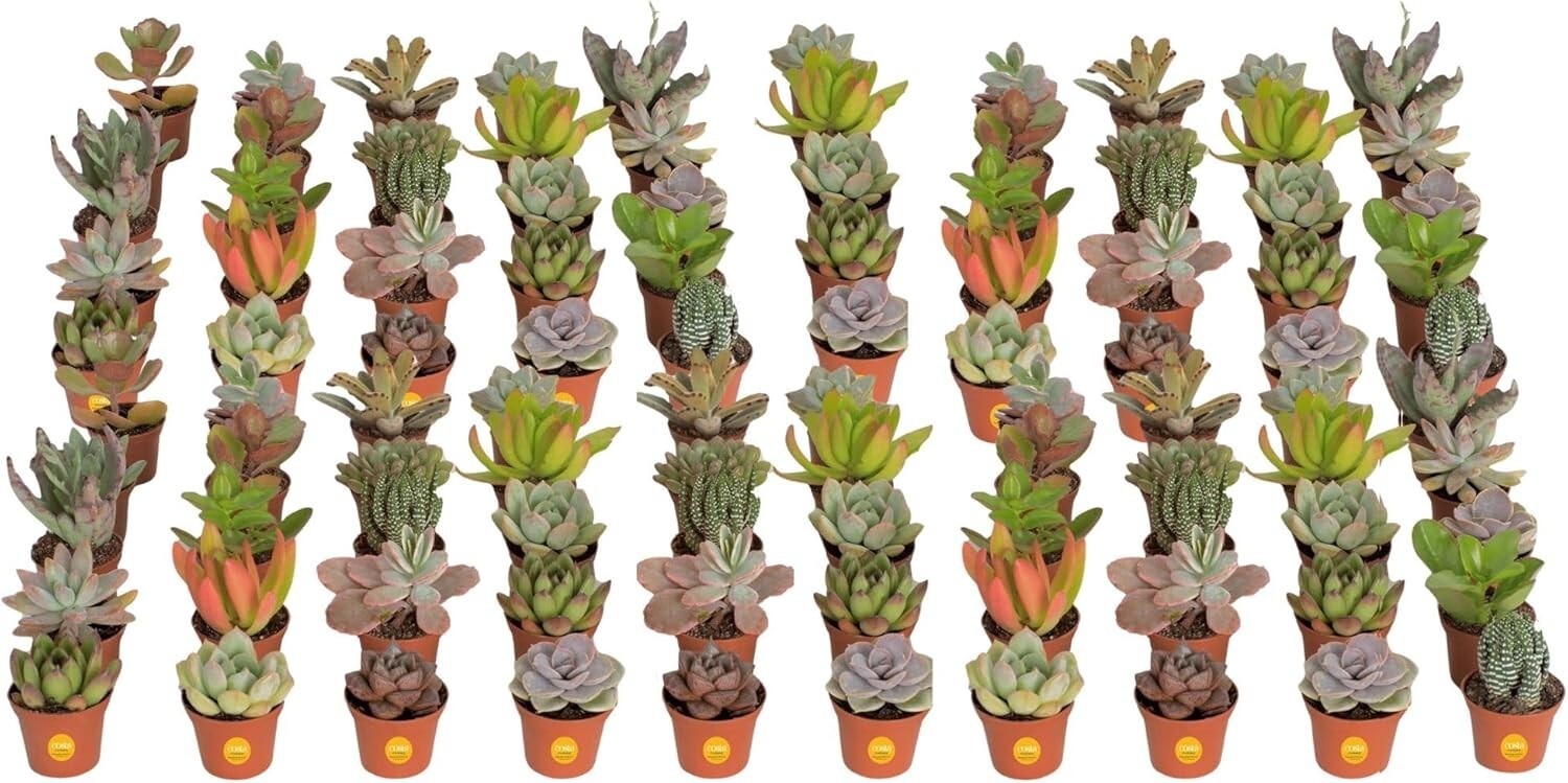 Assorted Mini Succulent Plants - Drought Tolerant Beauties for Any Occasion