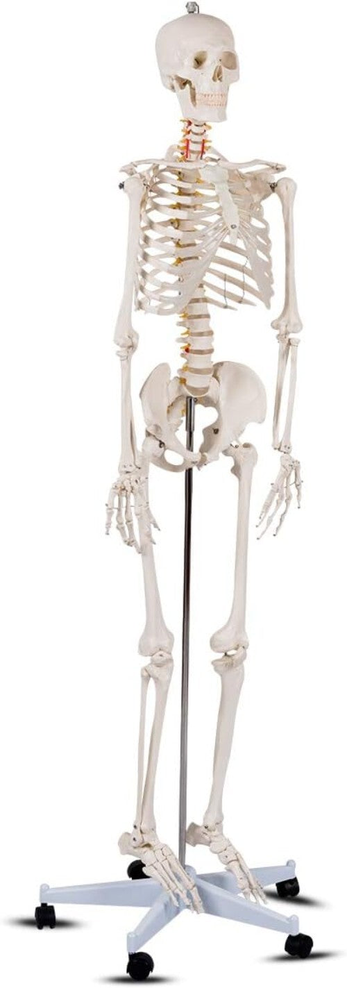70.8" Life-Size Skeleton Model with Detachable Parts - Ideal for Medical Studies
