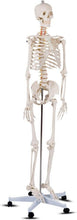 Load image into Gallery viewer, 70.8" Life-Size Skeleton Model with Detachable Parts - Ideal for Medical Studies