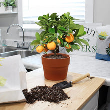 Load image into Gallery viewer, Organic 30qt Potting Soil for Citrus Trees – Ideal for Indoor and Outdoor Use