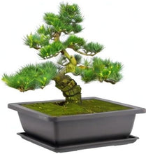 Load image into Gallery viewer, Lightweight 9-Inch Bonsai Pots with Tray - Perfect for Herbs &amp; Miniature Plants