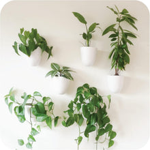 Load image into Gallery viewer, Lightweight Resin Indoor Wall Planters - 6 Self-Watering Pots for Easy Care