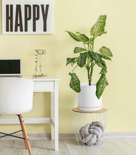Load image into Gallery viewer, Compact 10" Round Ceramic Planter With Drainage Hole &amp; Protective Pad for Home