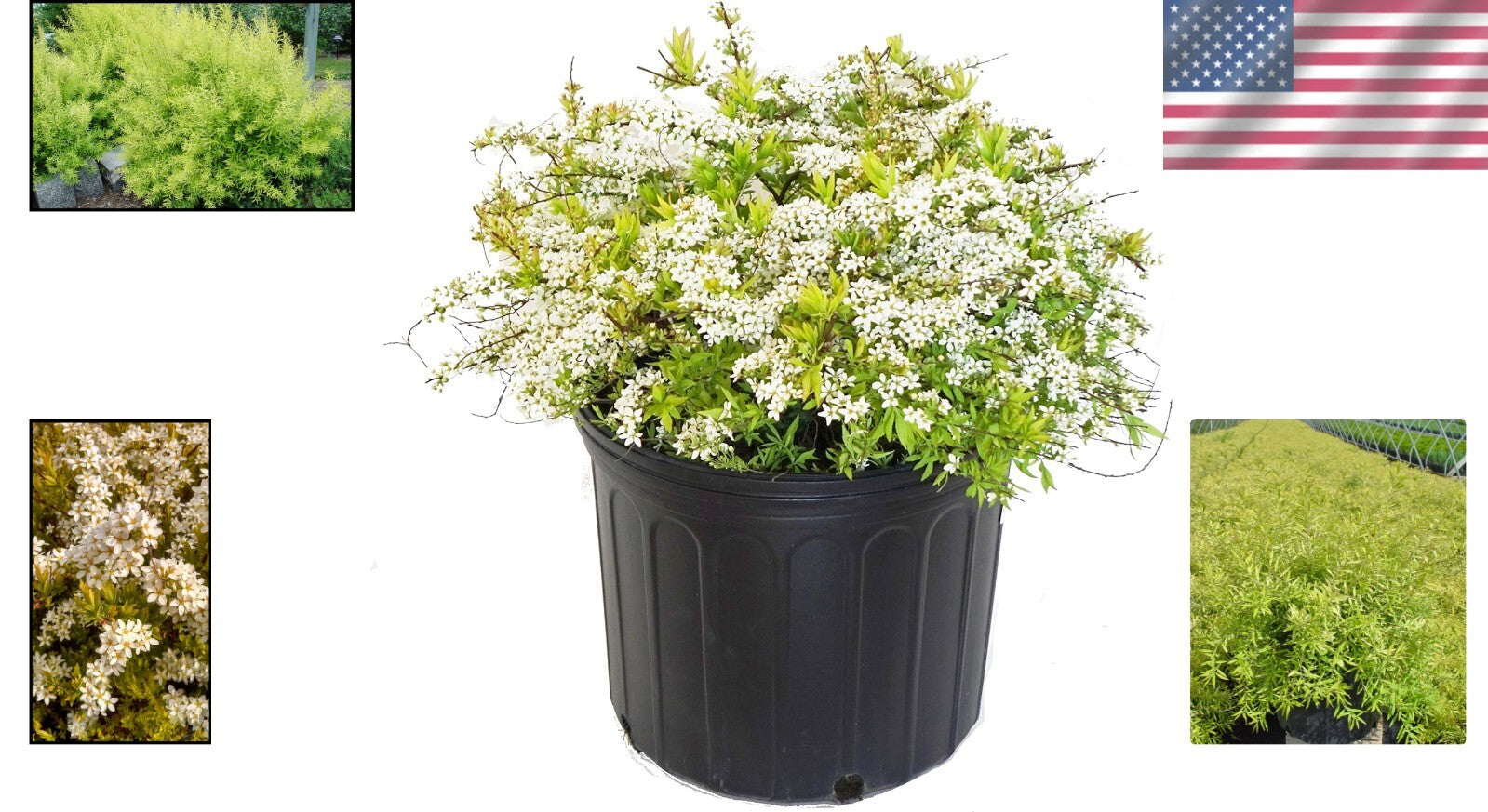 Enchanting Mellow Yellow Spirea – Beautiful Springtime White Blooms Included