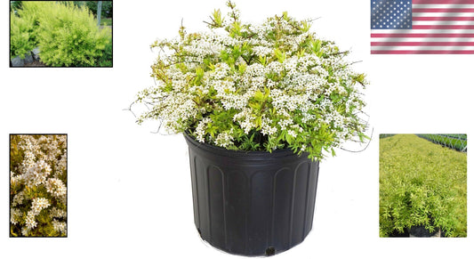 Enchanting Mellow Yellow Spirea – Beautiful Springtime White Blooms Included