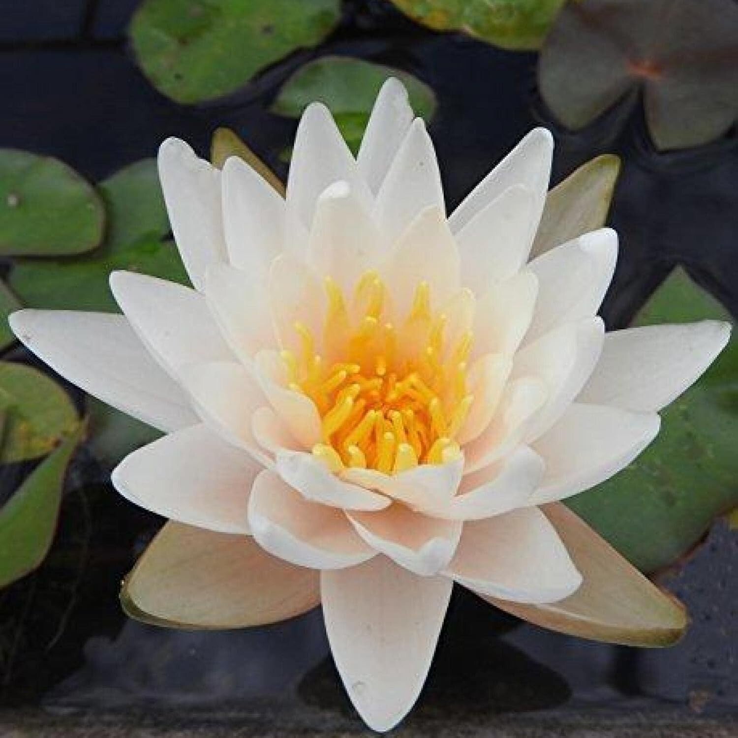 Low Maintenance Live Water Lily - Perfect for Outdoor Ponds & Container Gardens