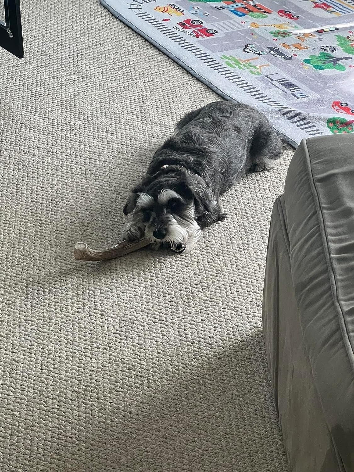 Odorless Antler Dog Chews Set - 3 Pack of Long-Lasting Chews for Large Breeds