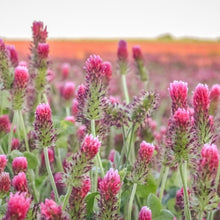 Load image into Gallery viewer, Crimson Clover Seeds - 232,000 Heirloom Seeds for Cover Crops and Pollinators