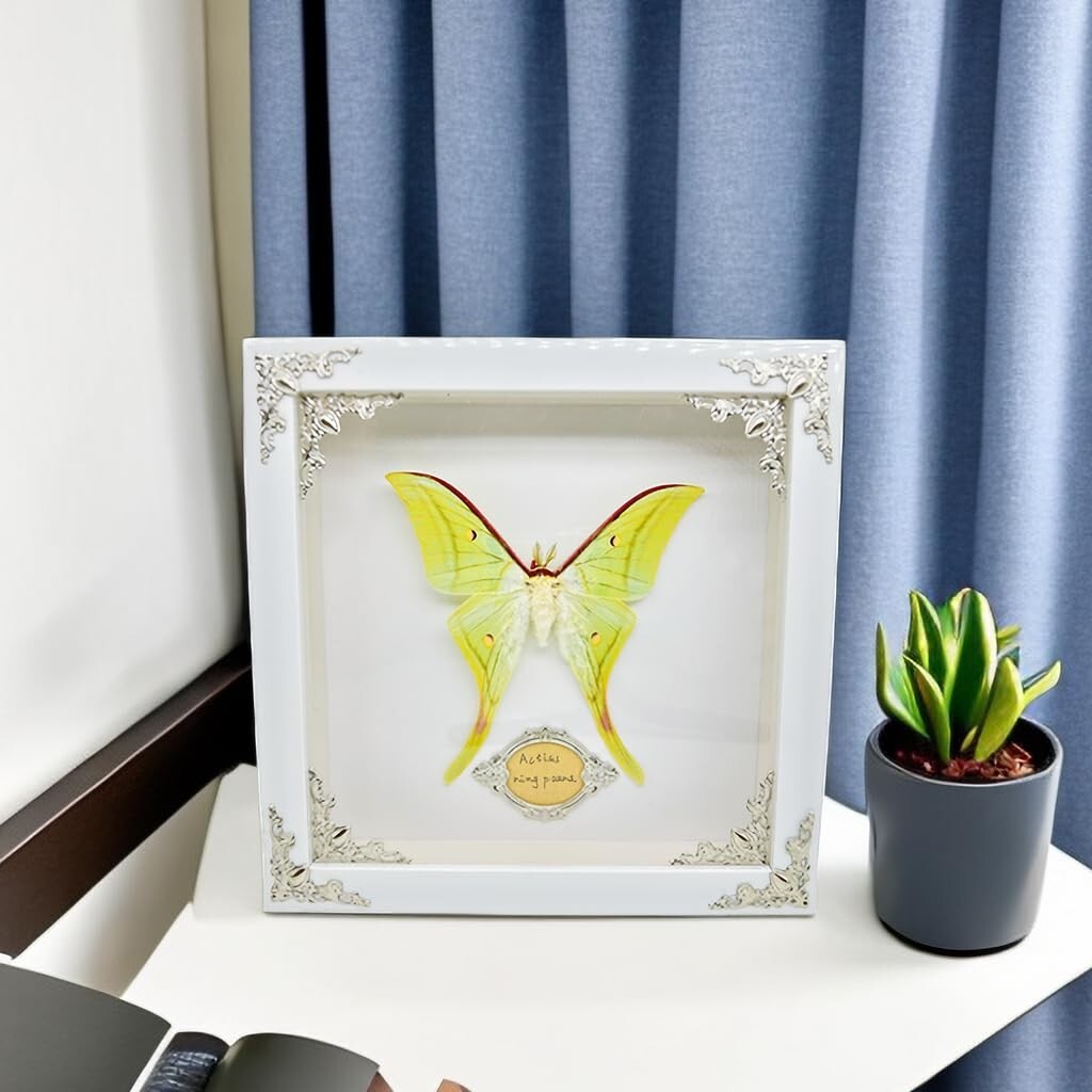 Real Framed Butterfly & Moth Specimens in Solid Wood - Unique Nature Decor