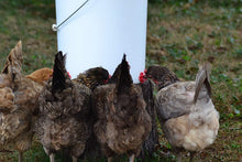 Load image into Gallery viewer, 50-Pc DIY Horizontal Poultry Waterer Kit with Dribble Dishes &amp; Installation Tool