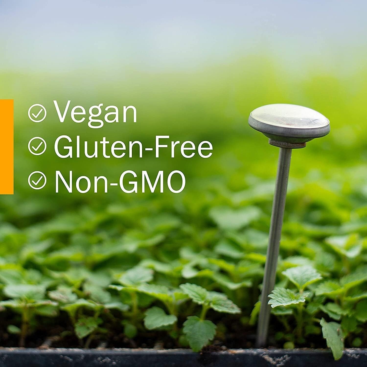 Angelica Sinensis Dong Quai Extract - 4 Oz for Reproductive System Support