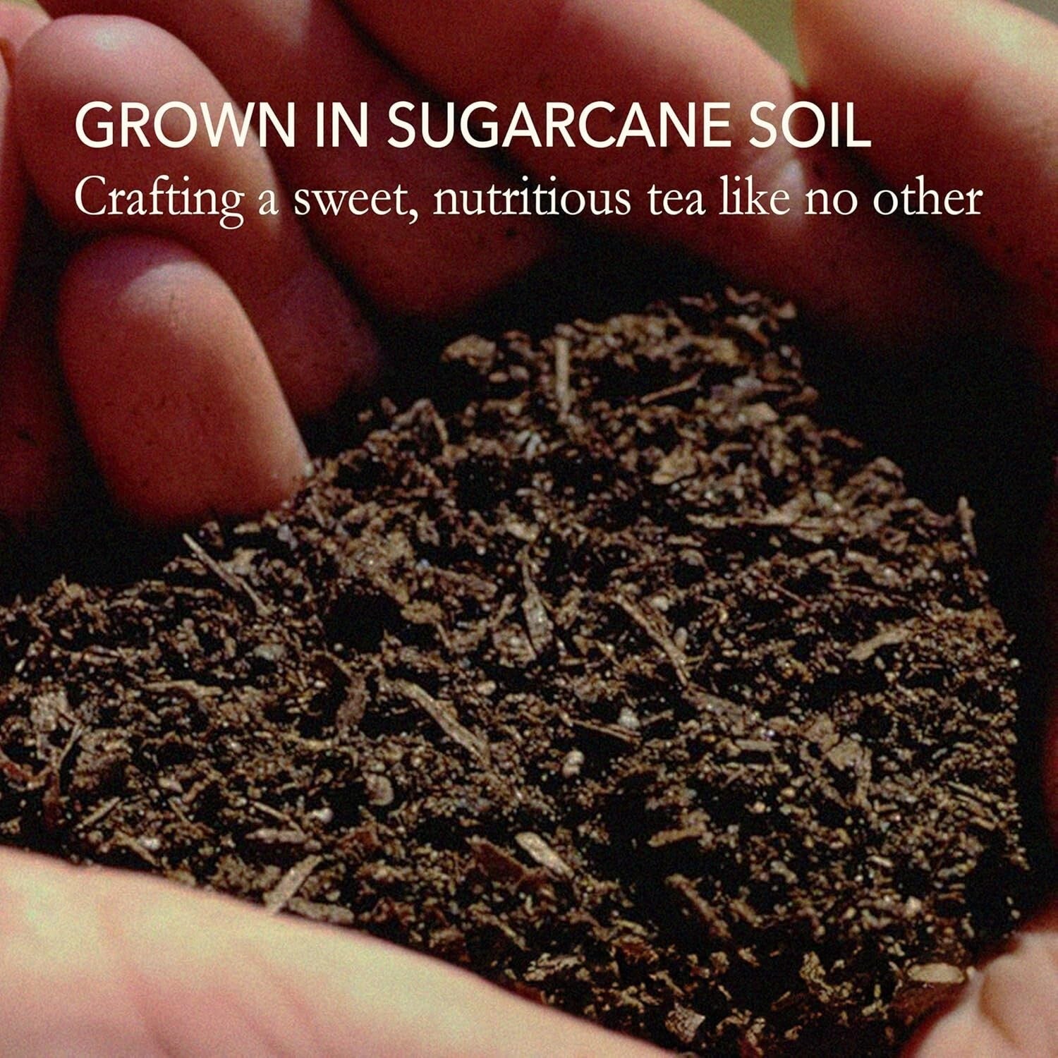 Authentic Loose Leaf Green Tea - Highest Quality 100-Pack for Tea Connoisseurs