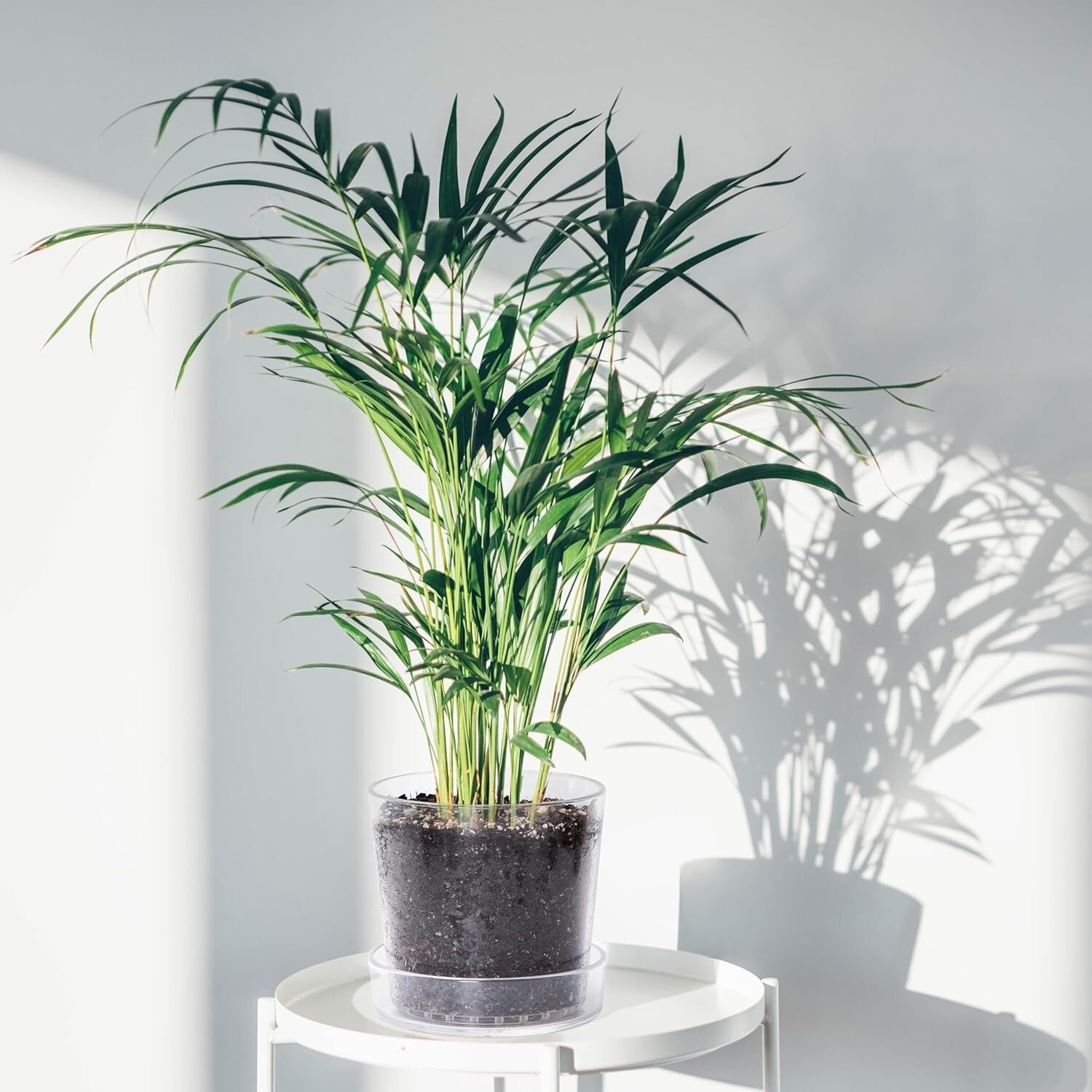 Elegant 8-Inch Clear Planter Pot Set with Deep Saucer – Indoor Herb & Orchid Pot