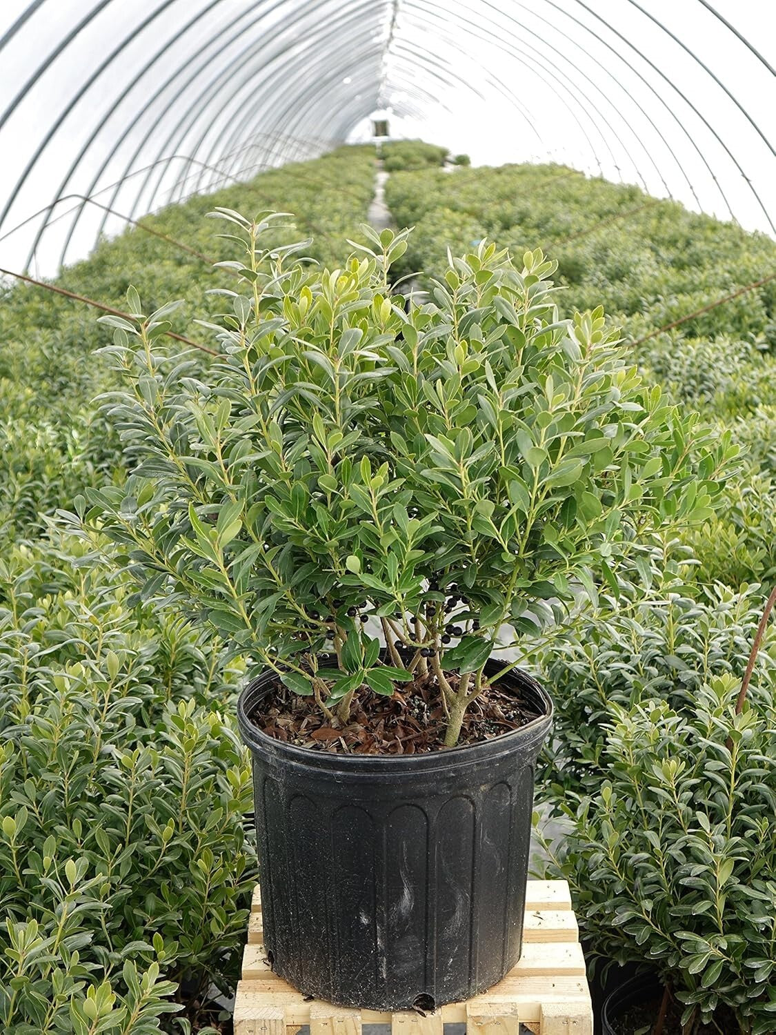 Evergreen Ilex Glabra 'Densa' - Hardy Holly for Moderate Watering | 3-4ft Height