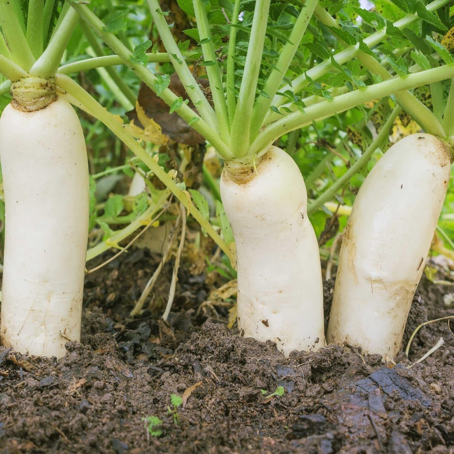 Drought Tolerant 10 lbs. Daikon Radish Seeds - Improve Soil & Grow Fresh Veggies