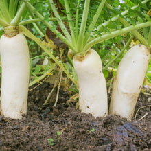 Load image into Gallery viewer, Drought Tolerant 10 lbs. Daikon Radish Seeds - Improve Soil &amp; Grow Fresh Veggies