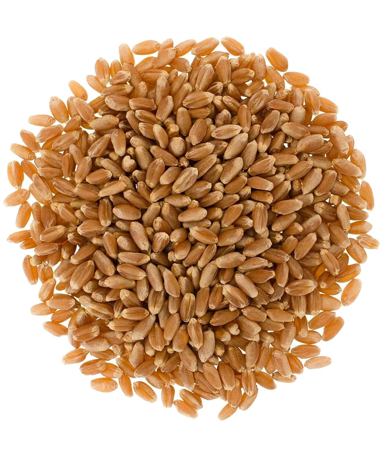 Certified Kosher Non-GMO Wheat Berries | Family Farmed | 18 LBS Premium Quality