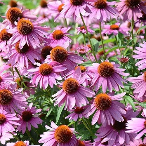 Purple Echinacea Flower Seeds - Deer-Resistant, Pollinator-Friendly Perennials