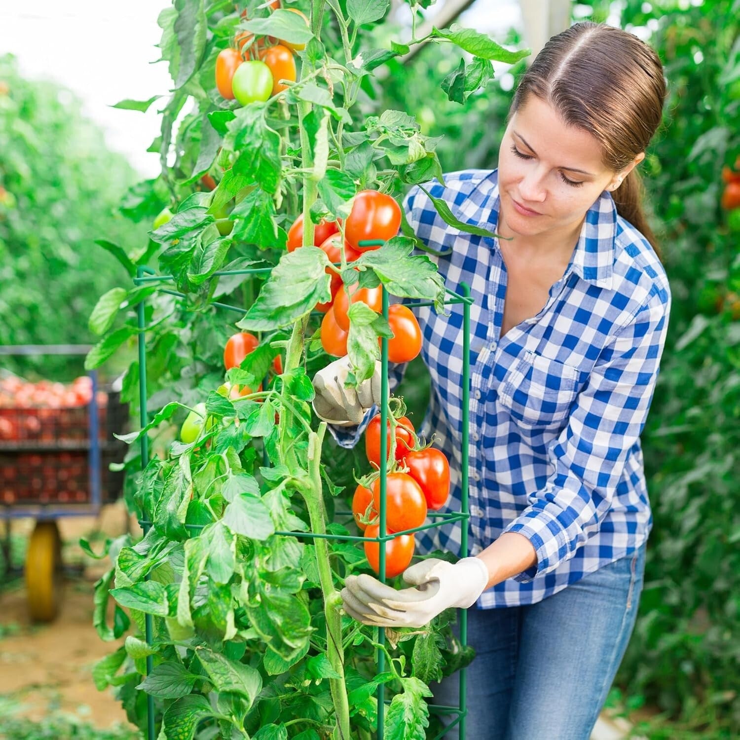 6-Pack 46-Inch Heavy-Duty Tomato Cages with Twist Ties for Climbing Plants