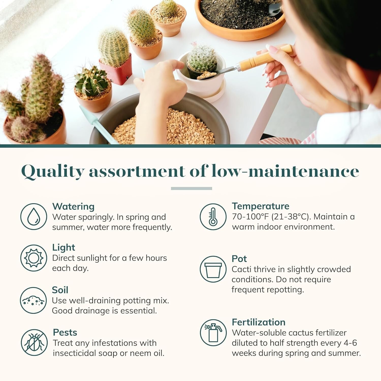 Assorted Live Mini Cactus Plants – Easy Care Bulk Pack of 256 for Any Occasion