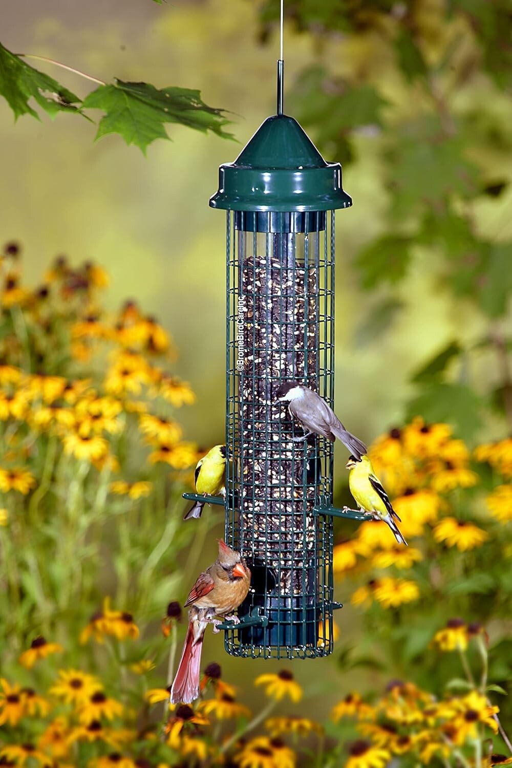 Durable Squirrel-Proof Bird Feeder: 4 Feeding Ports & 2.4 lbs for Birdwatching
