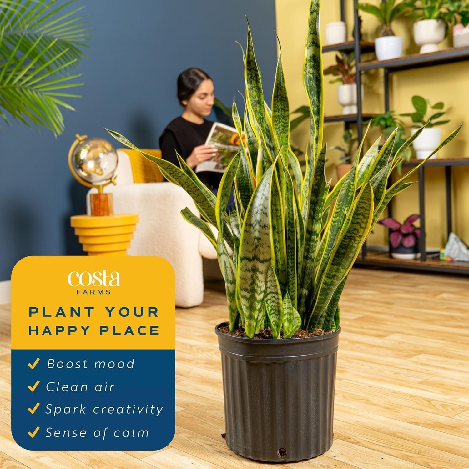 Elegant 3-4 Feet Tall Snake Plant in 12-Inch Pot | Air Purifying Houseplant