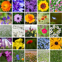 Load image into Gallery viewer, Stunning 1 lb Wildflower Seed Blend - Attract Bees &amp; Butterflies - Easy to Grow